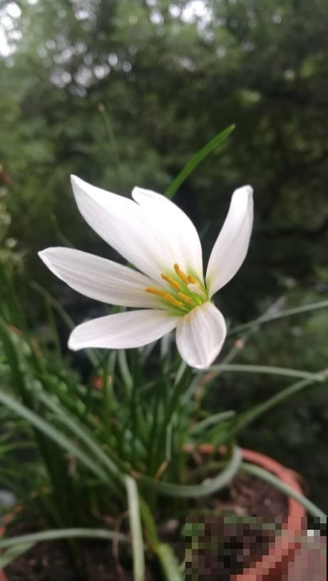 秋天种大葱容易得病虫害？从这两个方面预防，大葱开成塔