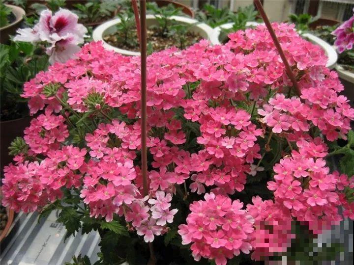 防盗窗养5盆花，开花多花期长，这小花园谁看了都羡慕！