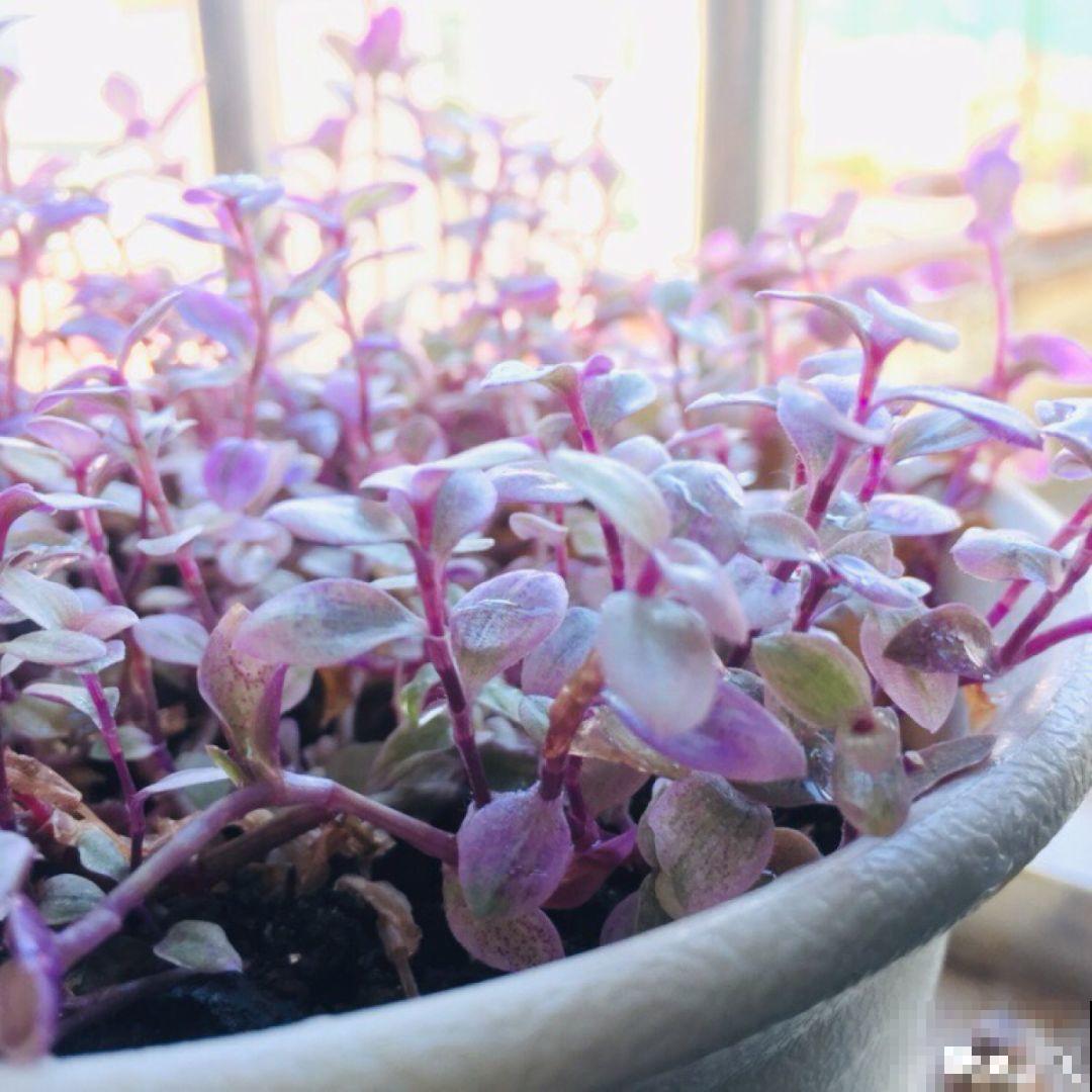 比绿萝好看的花，掐个枝3天就生根，越养越上瘾！