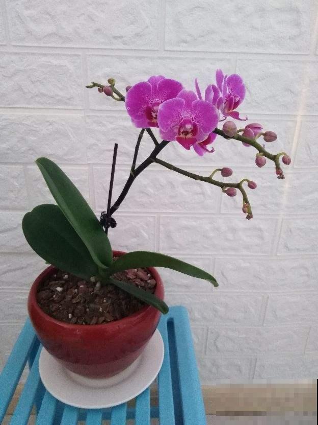 秋天开放的7种花，给秋天带来生机，不养太亏了