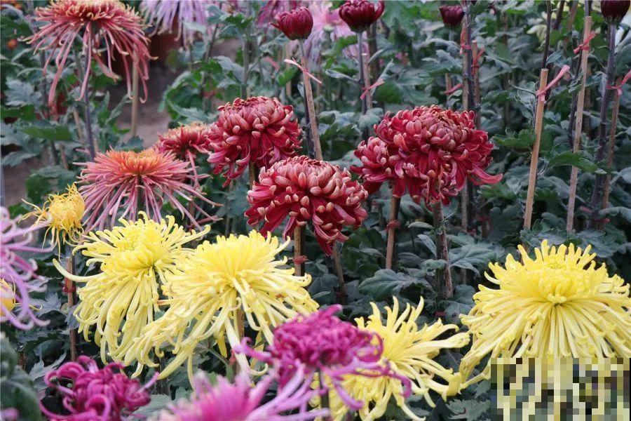 秋天最美、最耐寒的花，开花遍地金黄，看一眼就挪不动地！