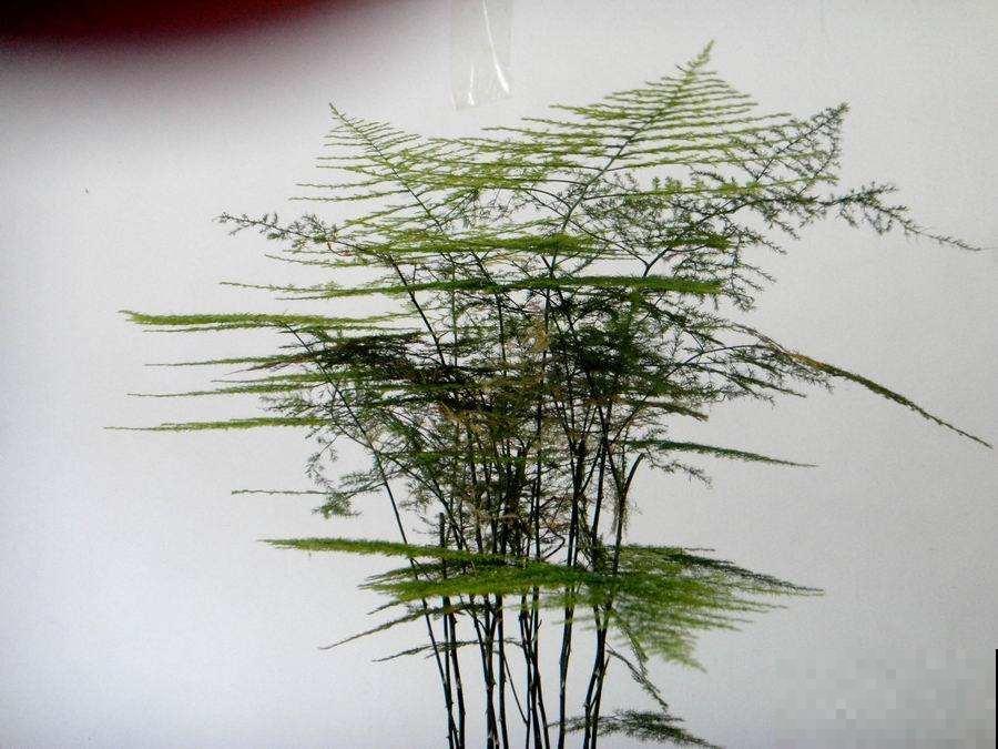 文竹徒成麻杆，是品种没选对，再也不用眼馋别人家的矮壮文竹了