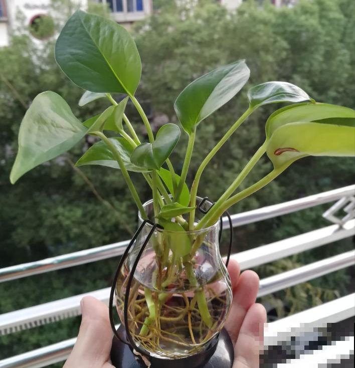 水培绿萝咋过冬？里面加点料，蹭蹭长根叶子绿油油！
