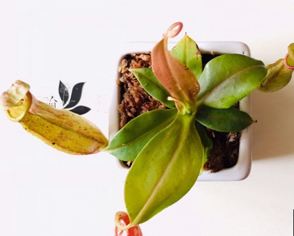 这几种食虫植物形态各异，别害怕，养在家里去除小虫子！