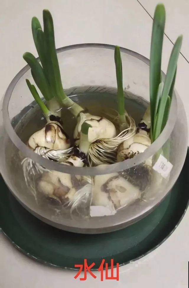 花市老板的那些卖花套路，偷梁换柱，一般花友怎么避免？