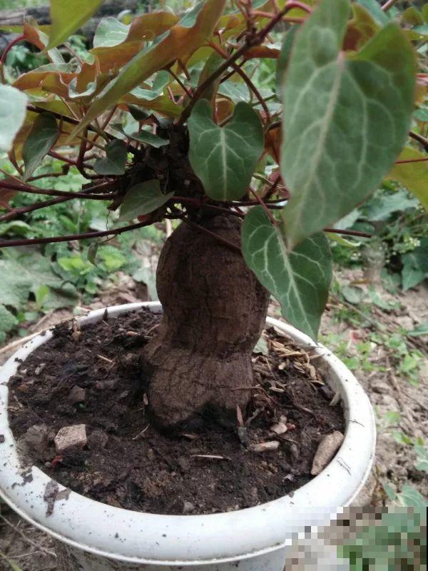 扔路边没人要的花，捡回去养1年，身价翻了20倍！