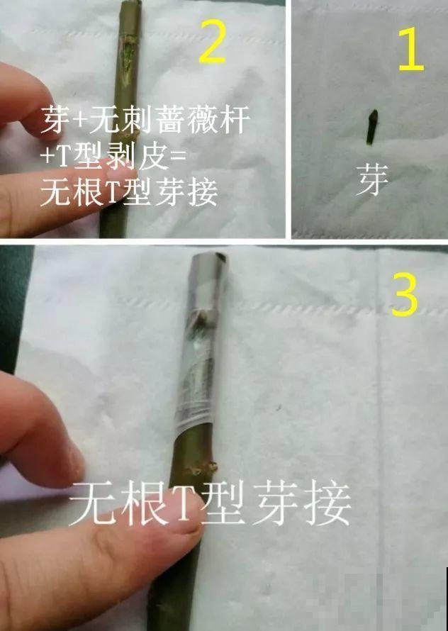 10块钱的月季，他养两年，转眼价格翻了几十倍！