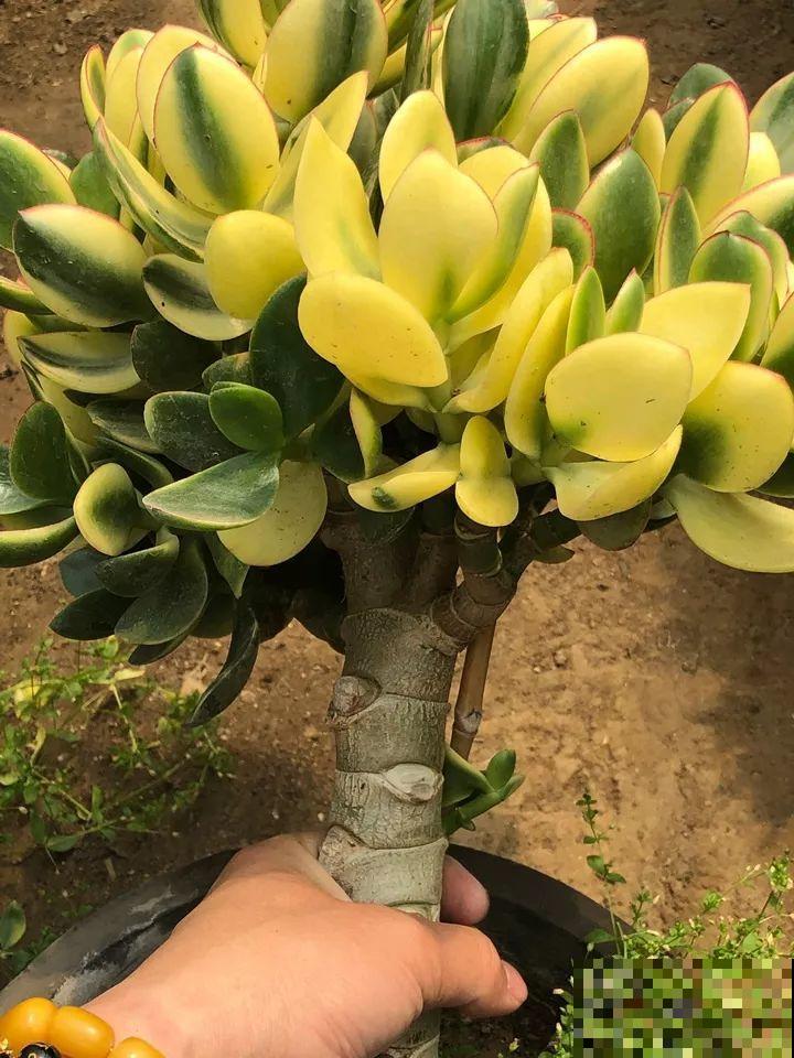 长寿花养出大粗枝，一年到头不窜芽，别等了，赶紧剪！