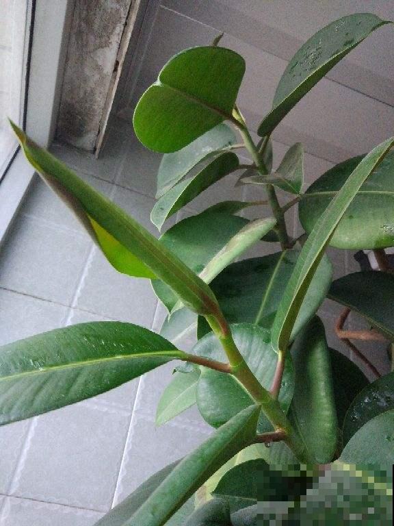 这花叶子变黄，从这3方面考虑，常年碧绿惹人爱！