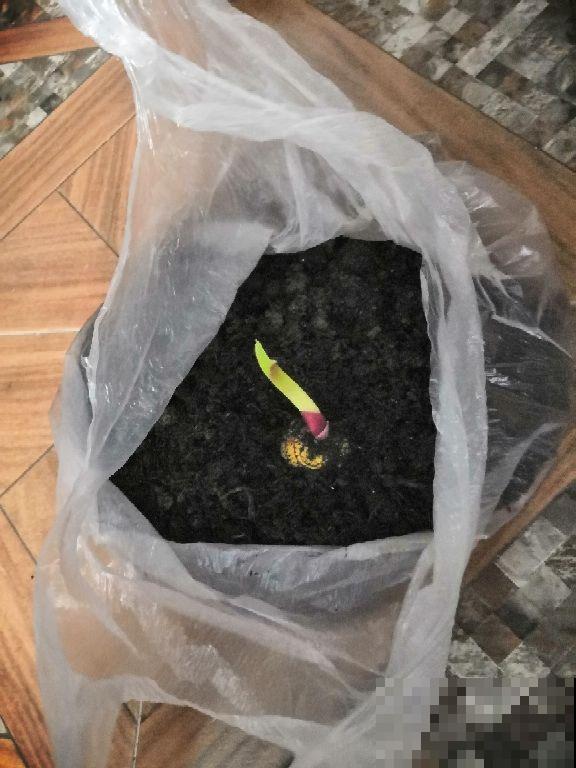 秋冬突然降温，给花做件衣服穿，零下十几度都没在怕的！