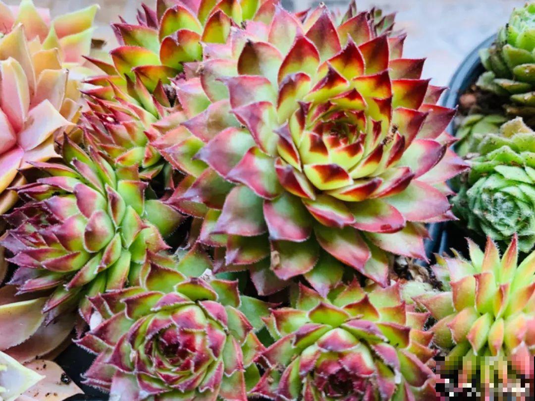 20种花不怕冷，大冬天照样开花，南北方都能养！