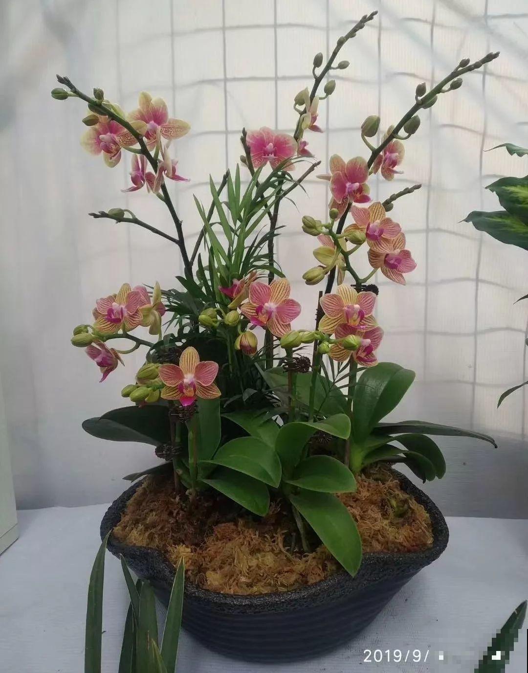 这9种花，养一盆一年四季有的看，不知道的还以为是塑料花！