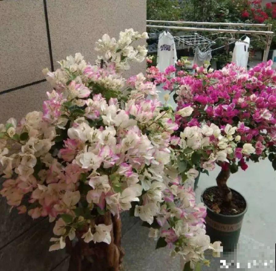 5种花，养个几十年没问题，枝干长得胳膊粗！