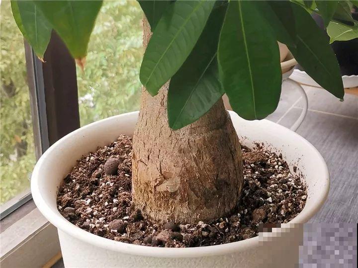想要长寿花冬天抗冻一点，趁现在撒把肥，叶子厚实开花还多！