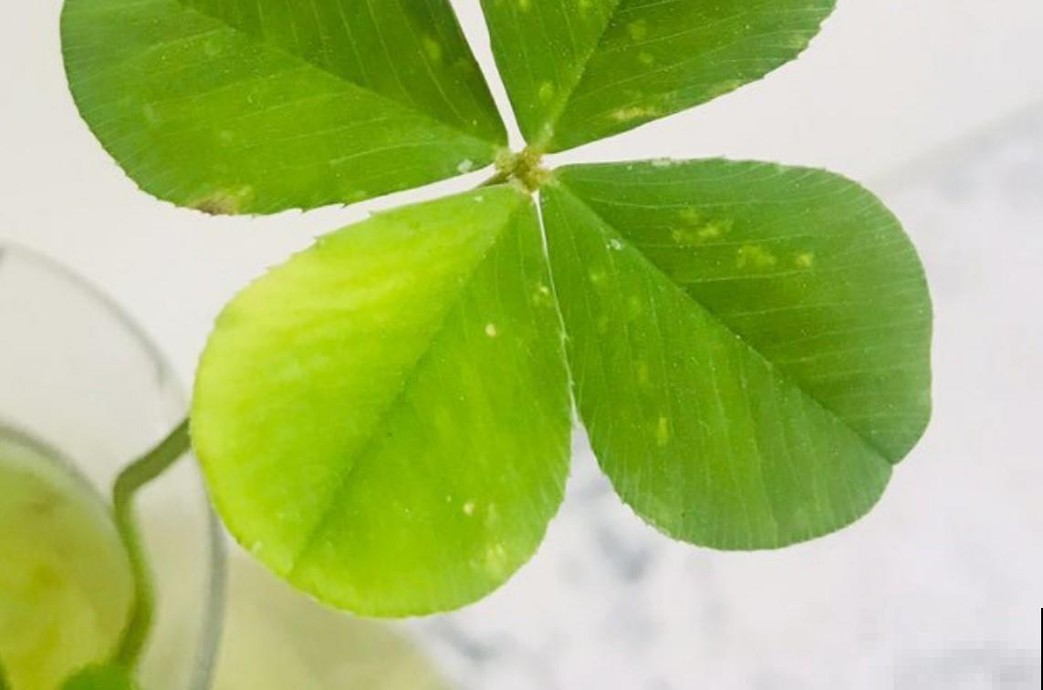 四叶草在农村经常见，现在却不常见，遇到就是一种幸福！