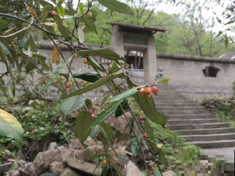 这种星星一样的野花叫啥名？原来还能结出美味果实，可谓是山珍！