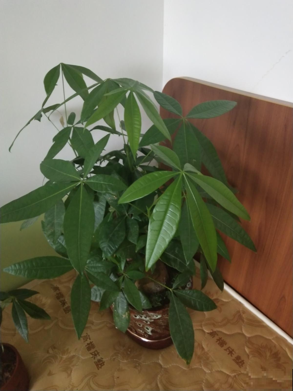 发财树频频黄叶落叶，简直变成光棍树，他用这几招就立马救回来