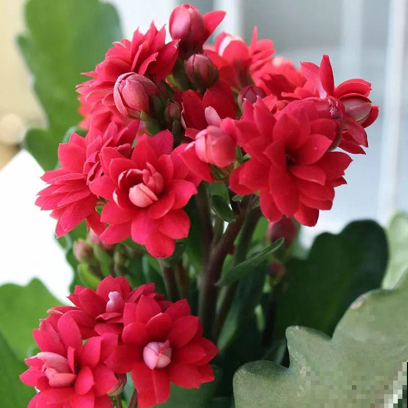 这花在圣诞节前后开放，放在家里真好看，过节还可以赏花