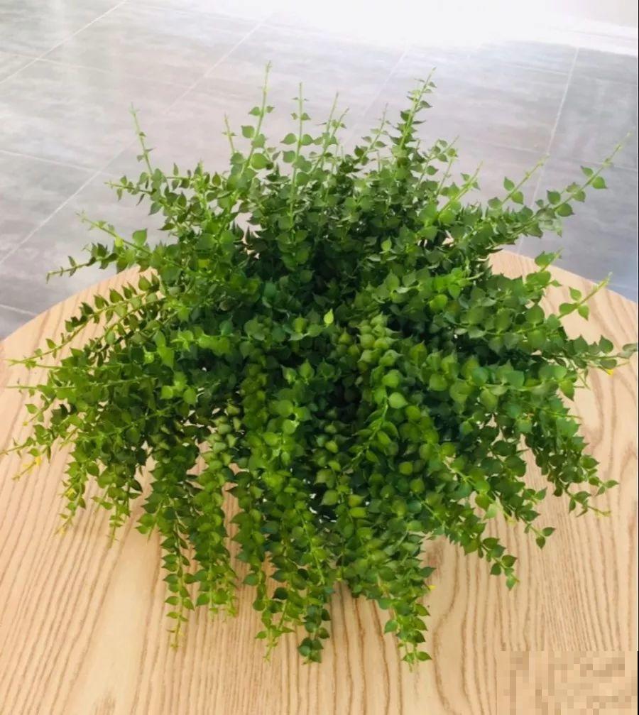 养的花还有这寓意？别说一盆，10盆都愿意养！