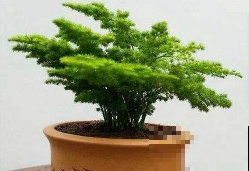 植物枝叶稀疏羸弱，就因为徒长太严重，这种妙药一喷就能重变矮壮