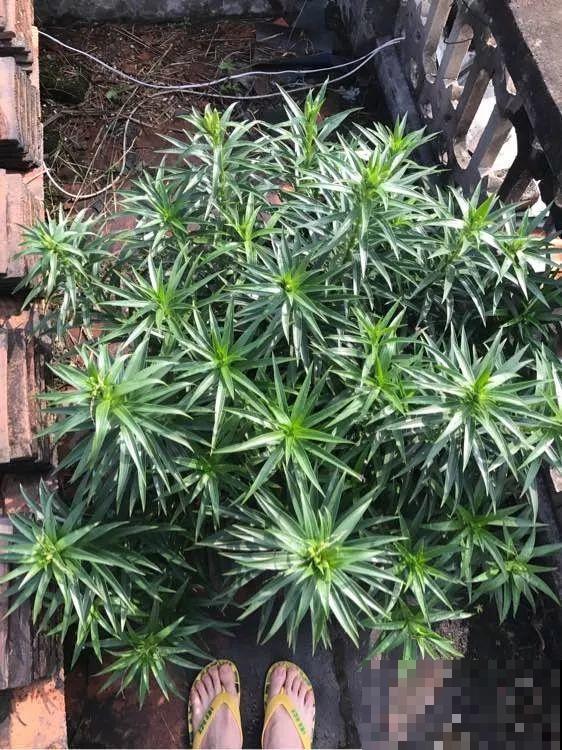 开败的百合这样一处理，能长一缸的小球，花盆都不够用！