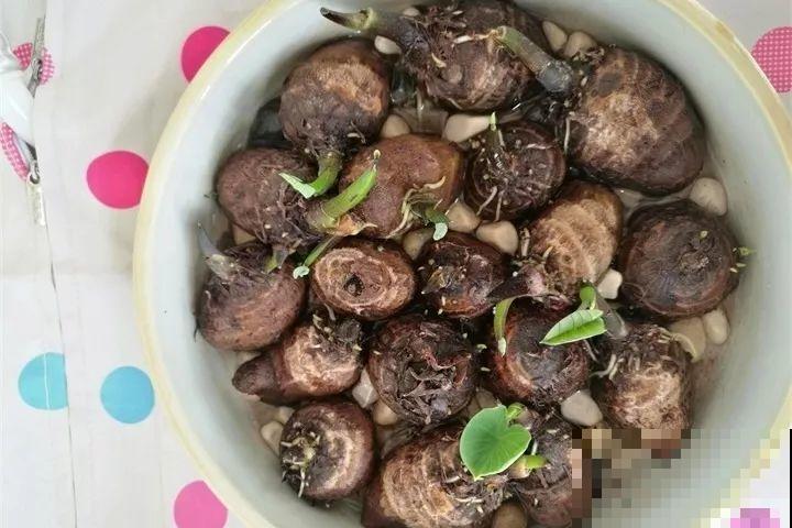 这花长得2米高，拎出来一看，结出30个小芋头！