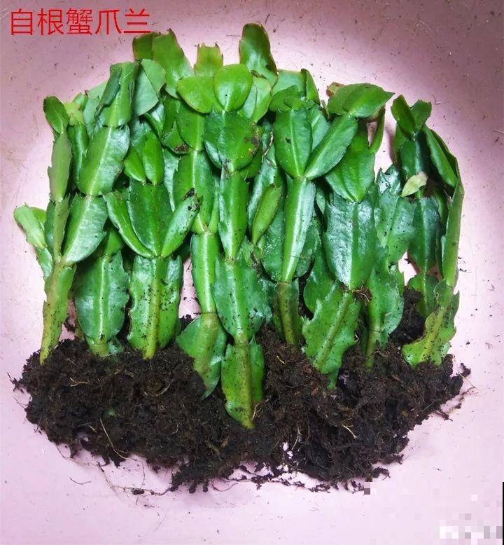 养这3种花，盆越小开花越多，放大盆里反而不长！