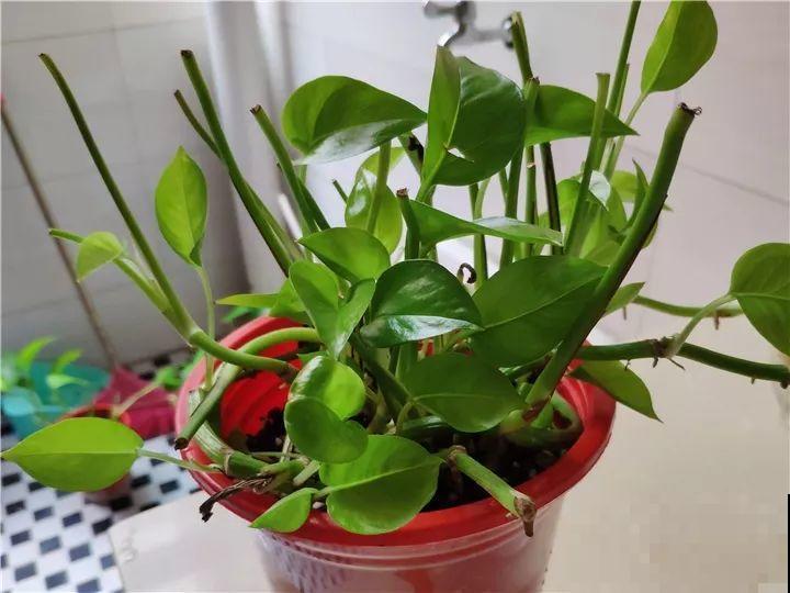 这么贵的花，扔路上随便捡，后悔没带个大麻袋！
