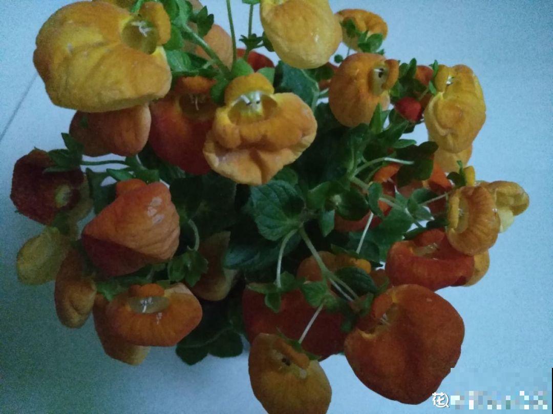 5种花别喷水，一喷叶子就发黄，小心3天掉成光杆！