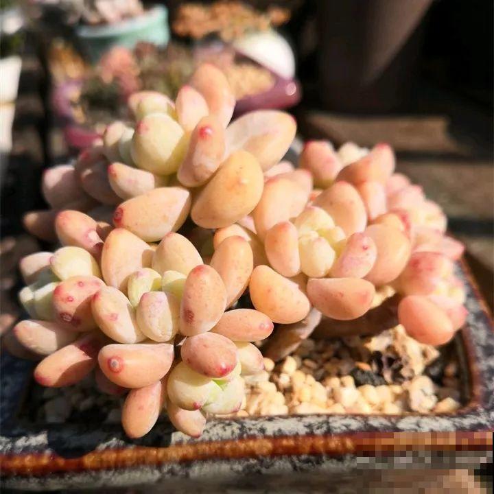 秋冬养了这种花，只要给它晒太阳，不用施肥都长胖！