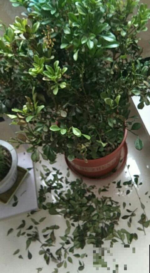 米兰迟迟不开？从这3个方面下手，花香飘满屋！