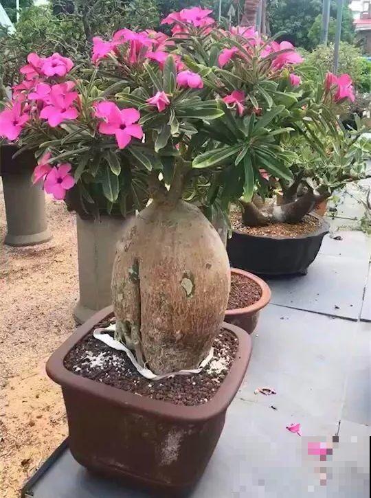 养这3种花，盆越小开花越多，放大盆里反而不长！