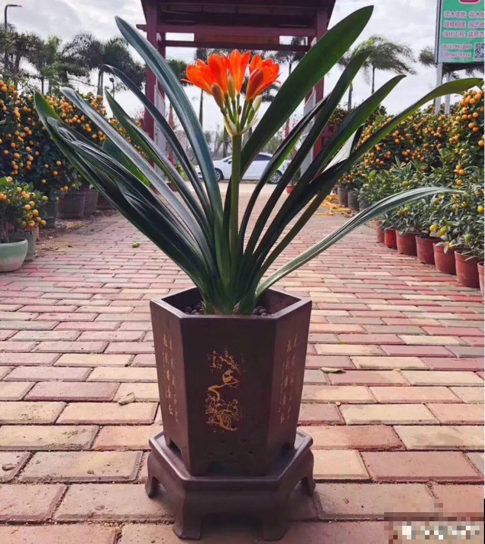 大岩桐浇水另有方法，这一点不注意，分分钟烂叶子！