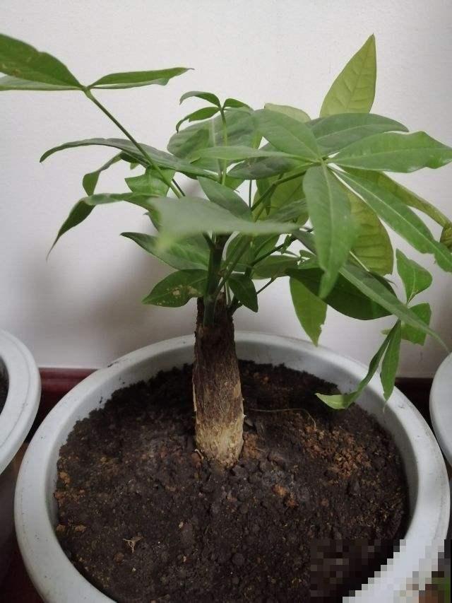 冬天叶子总是出问题，从这方面救治，不用担心冻害
