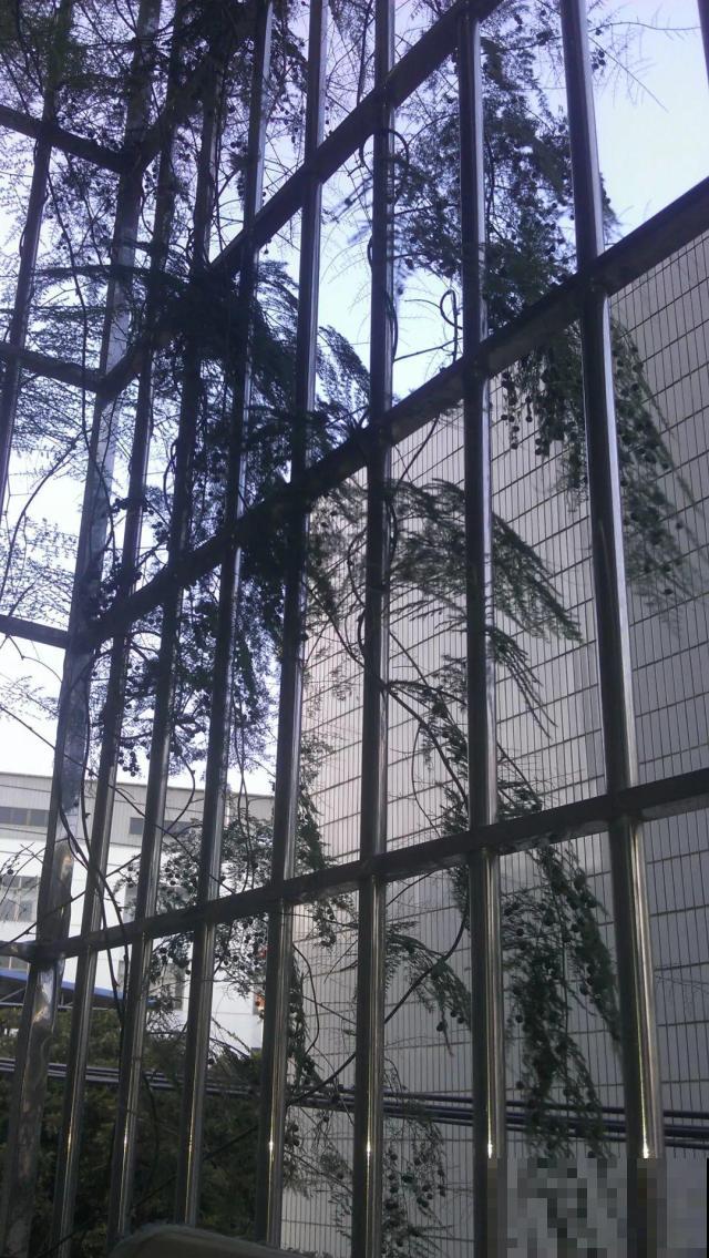 这4种花在他们手里，个个长成巨无霸，到底喂了啥好东西！