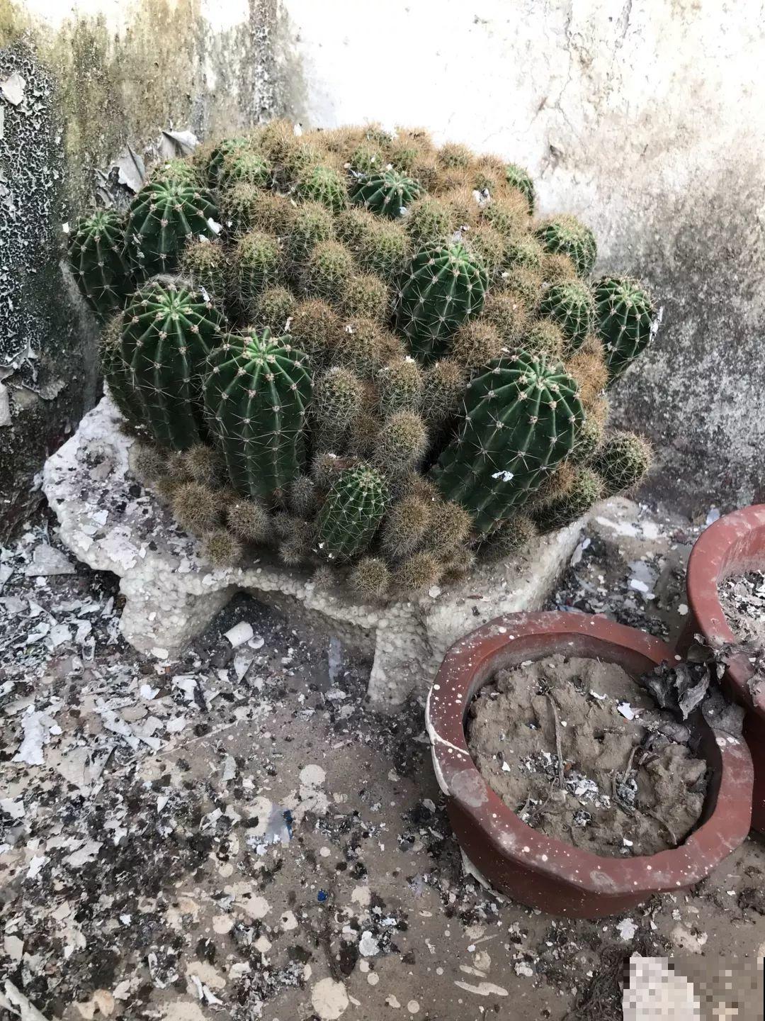这8种花，养养就成巨无霸，3个大汉都搬不动！