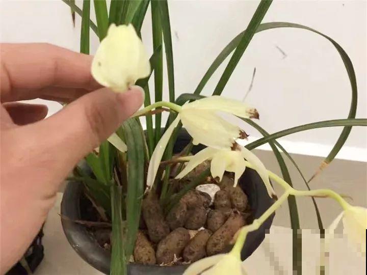 这花公认难养，冬天放外面冻20天，立马开花！