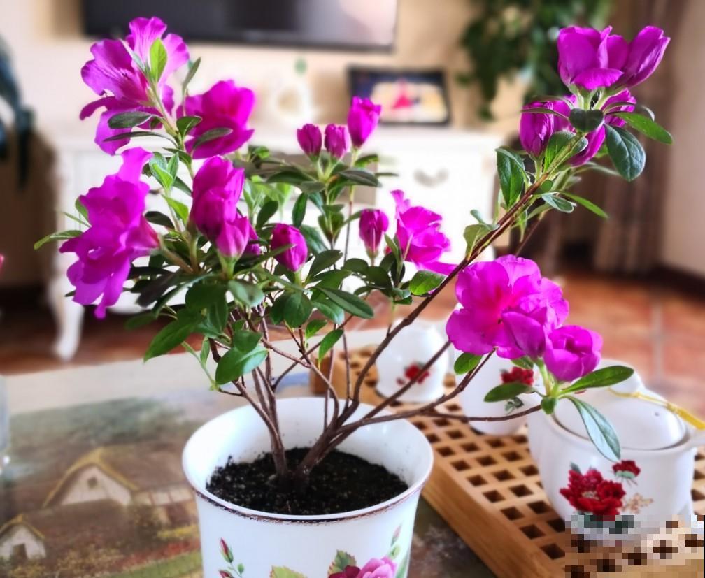北方就得这么养，杜鹃花越养越好，爆开60朵花！