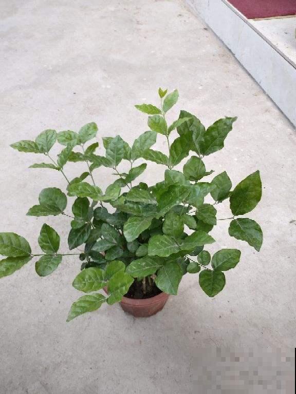 家里有盆茉莉花，邻居大妈说秋天不能换盆，吓得我赶紧去咨询老农