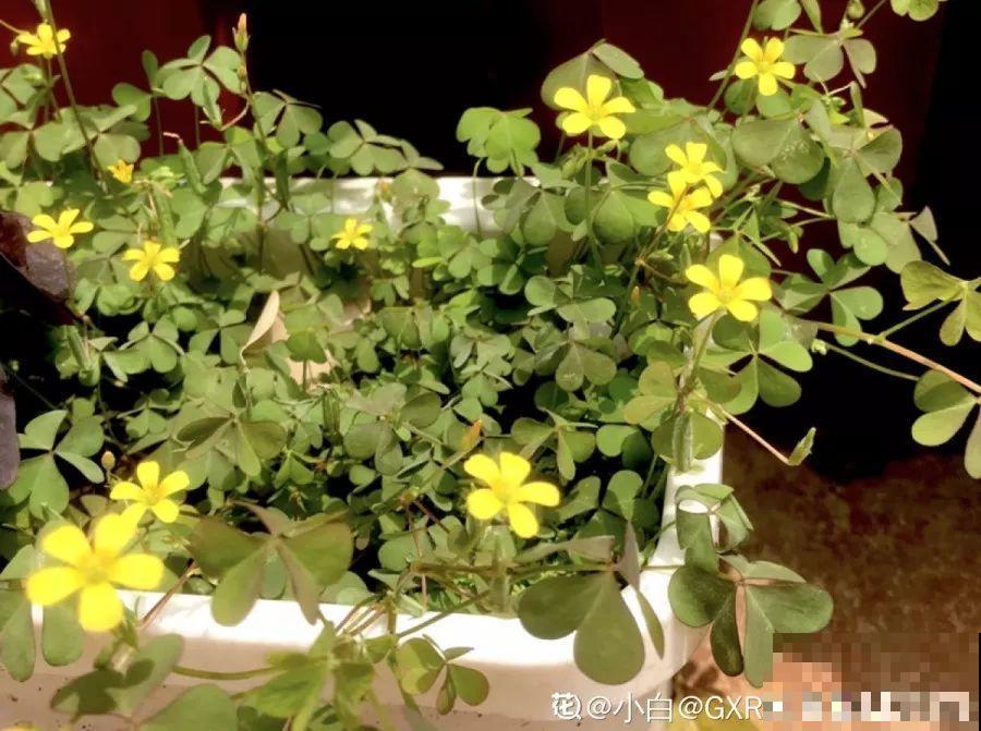 盆里有这3个东西，赶紧换盆换土，不然花越长越差！