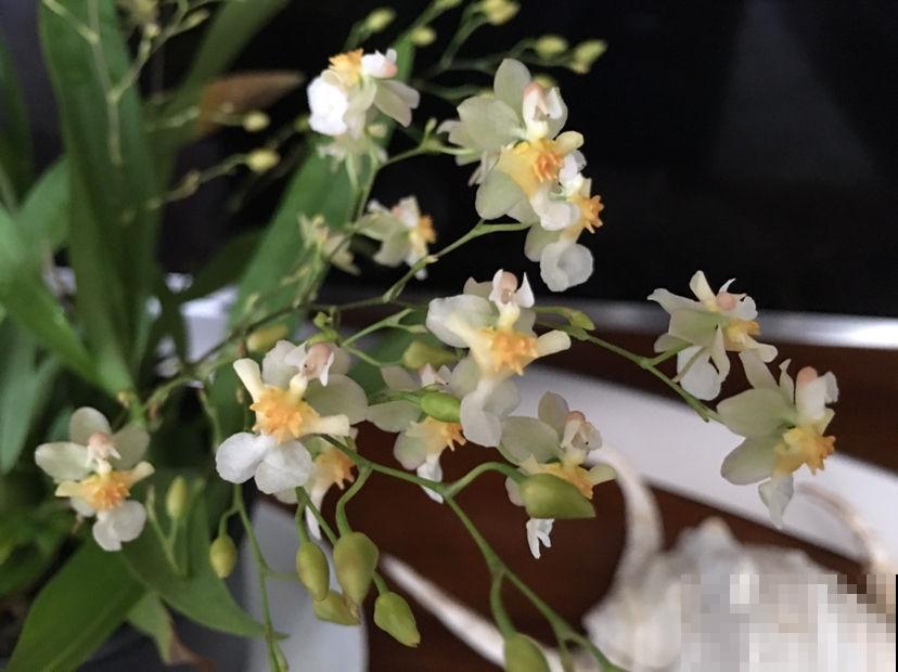 这花被叫做“吉祥花”，长得像美艳舞女，现在种一棵开出满盆花！