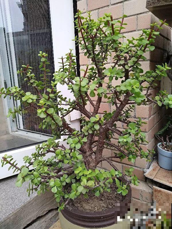 8种花，沾土就活，特有成就感，养一次就上瘾！