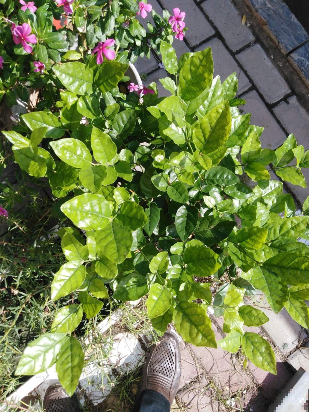 邻居把这1种植物放在卧室，净化空气不说，睡眠改善了不少