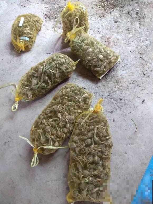 养这3种花真挣钱，今年种1棵，明年能收获一麻袋！