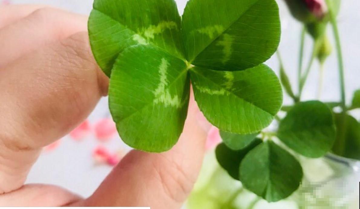 四叶草在农村经常见，现在却不常见，遇到就是一种幸福！