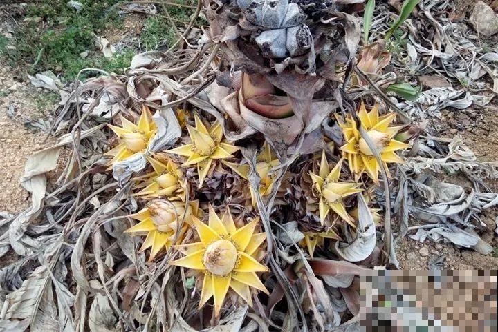 这花连开10个月，老妈非说是假花，幸好没拔！