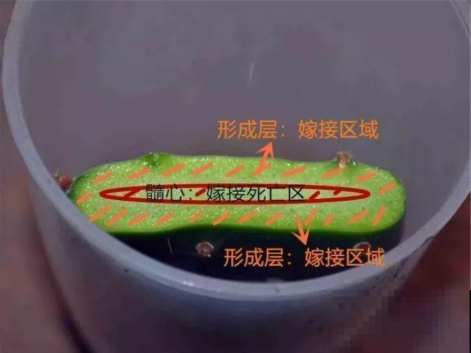 仙人掌的花样吃法，看着就眼馋，赶紧自己在家养一盆！