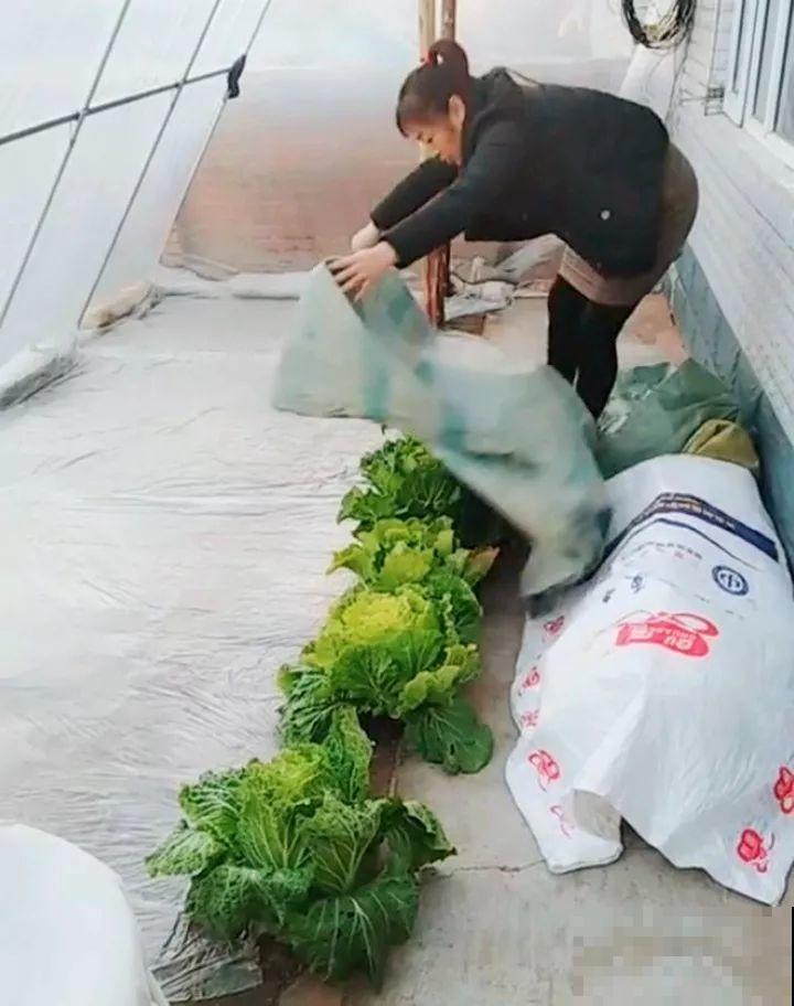 空荡荡的砖地,被她种了上百颗包菜,一年到头吃不完! 空荡荡的砖地,被她种了上百颗包菜,一年到头吃不完!