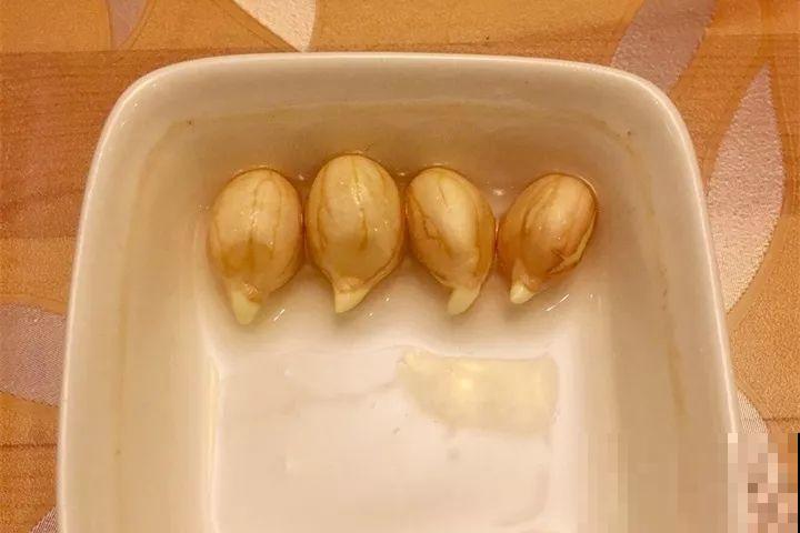 花生去壳丢水里，能吃能赏能结果，比绿萝还小清新！