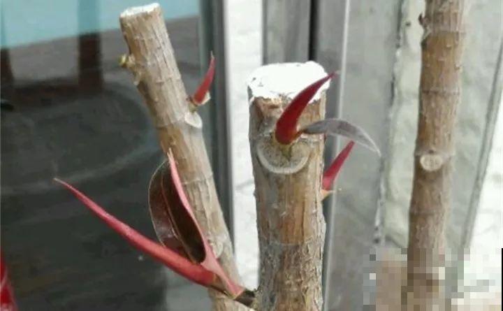 4种花狠心剃光头，剪完就能发新芽，蹭蹭长爆盆！